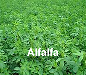 Alfalfa