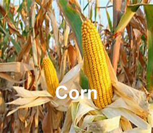 Corn