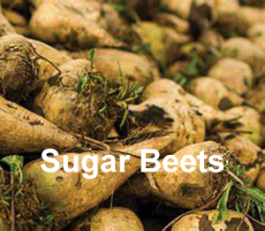 Sugar Beets