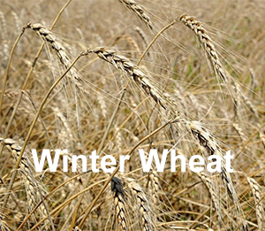 Winter Wheat